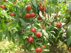 山东聊城冠县代理商与油桃种植基地签订450吨